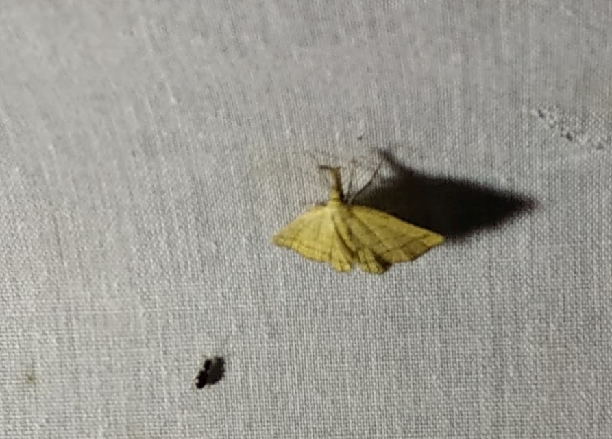 Polypogon tentacularia - sötétaljú karcsúbagoly