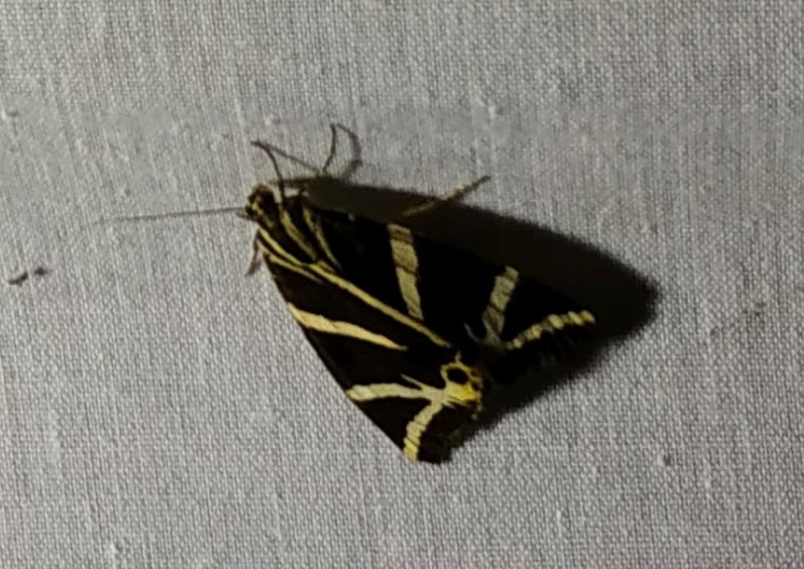 Euplagia quadripunctaria - csíkos medvelepke