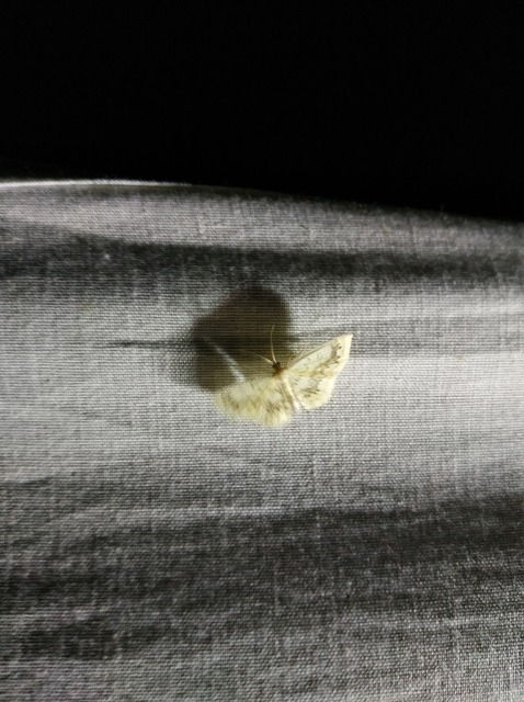 Cyclophora annularia - gyűrűs pettyesaraszoló
