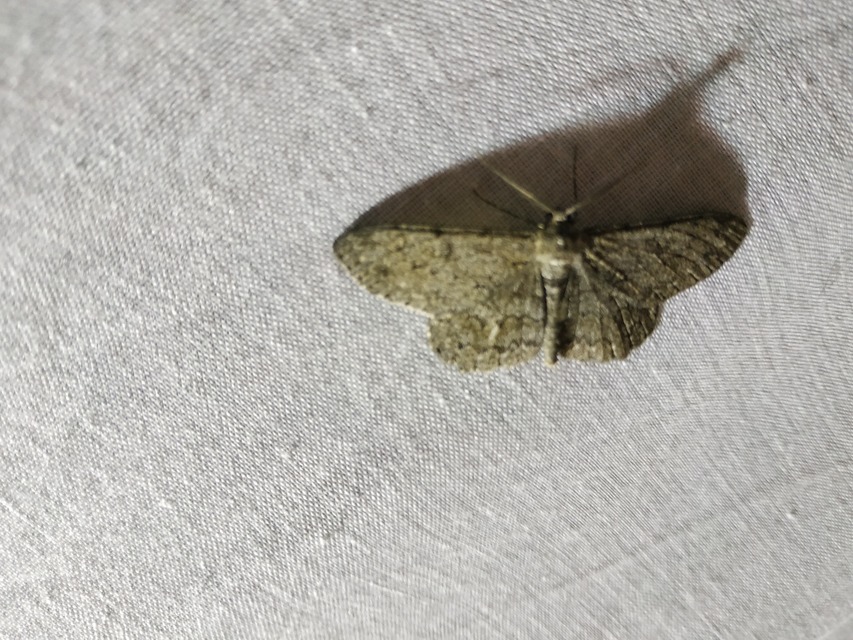 Hypomecis punctinalis - pettyes faaraszoló