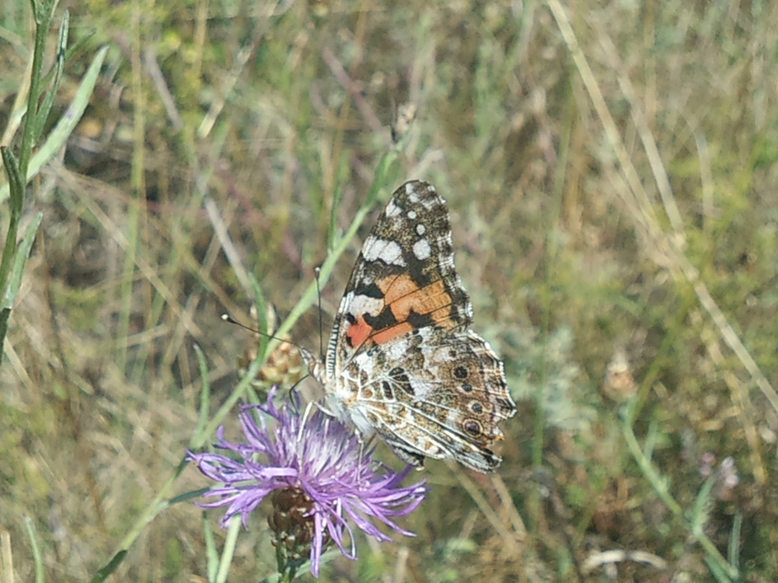 Vanessa cardui - bogáncslepke