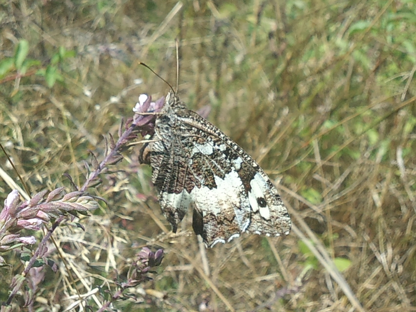 Brintesia circe - fehéröves szemeslepke