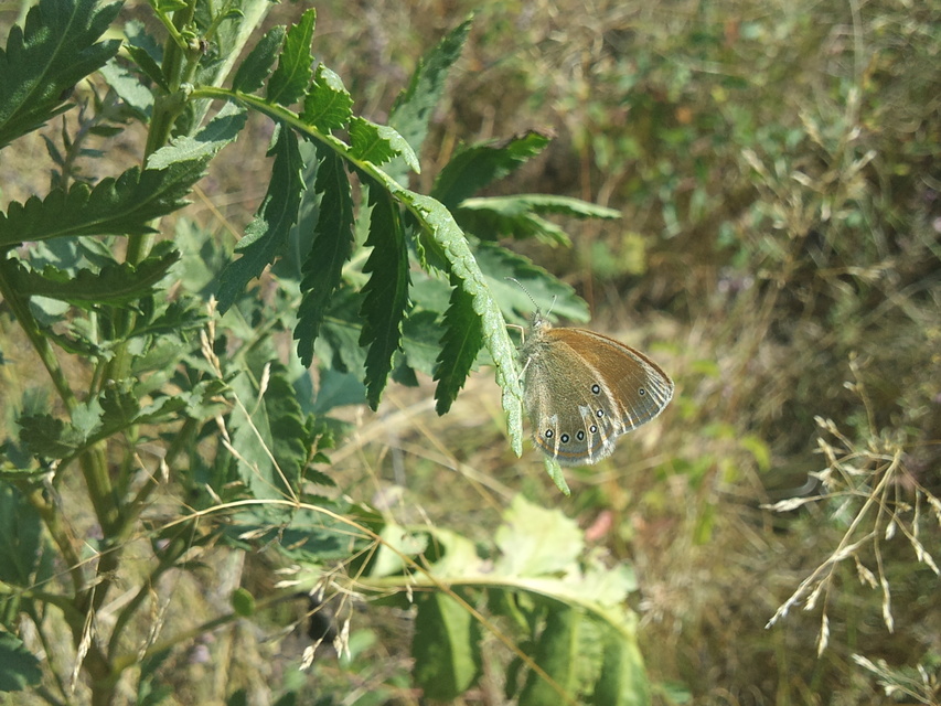 Coenonympha glycerion - közönséges szénalepke