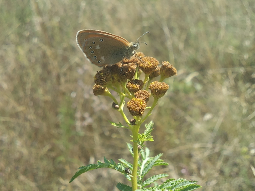 Coenonympha glycerion - közönséges szénalepke