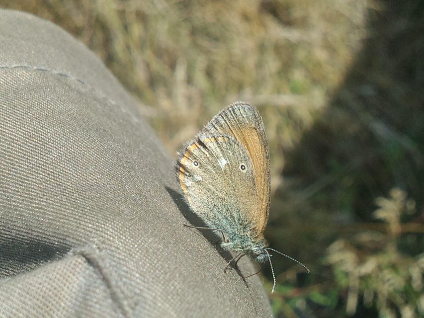 Coenonympha glycerion - közönséges szénalepke