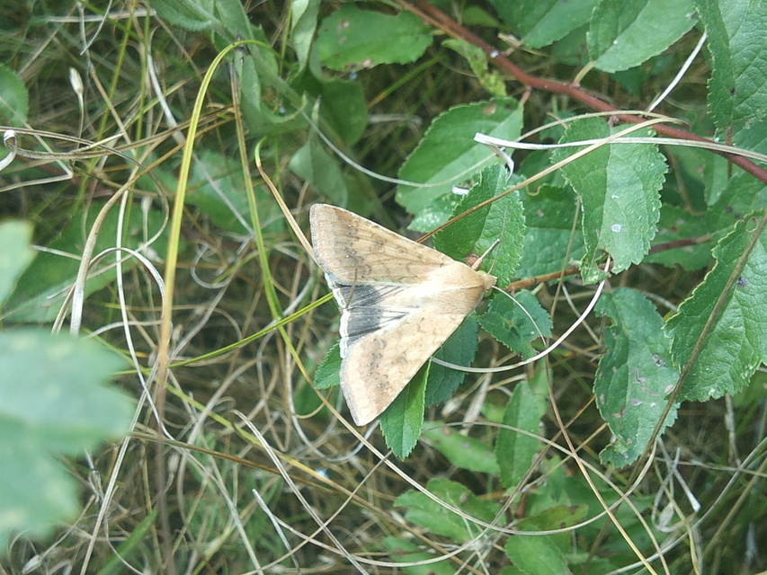 Helicoverpa armigera - kukorica-veteménybagoly