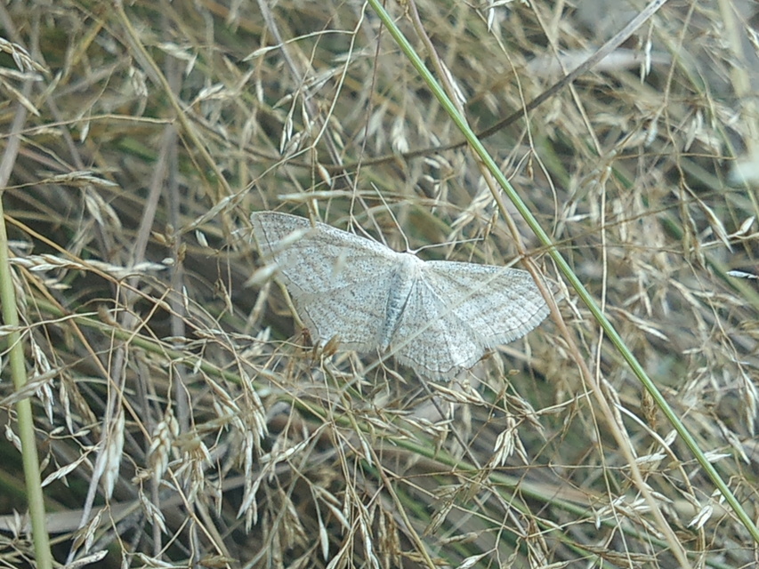 Scopula virgulata - vesszős sávosaraszoló