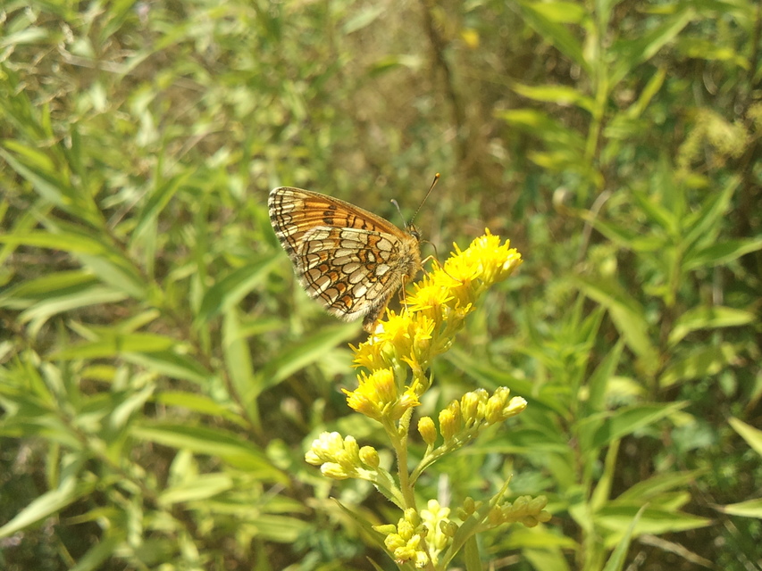 Melitaea athalia - közönséges tarkalepke