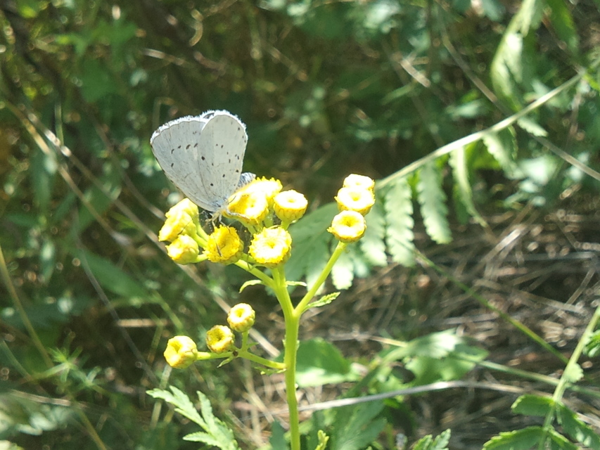 Celastrina argiolus - bengeboglárka