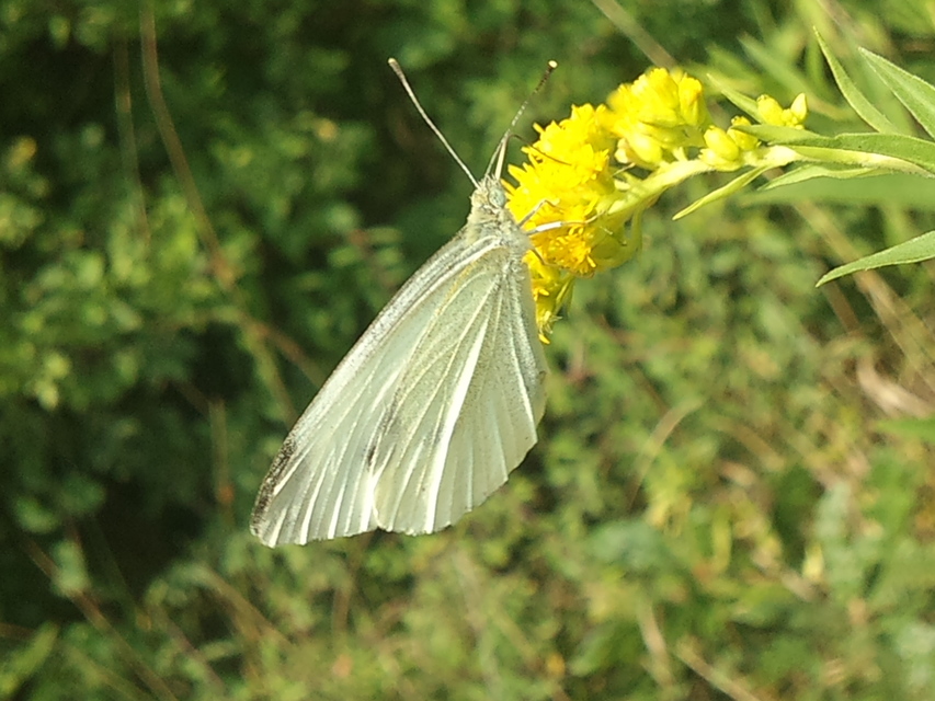 Pieris rapae - répalepke
