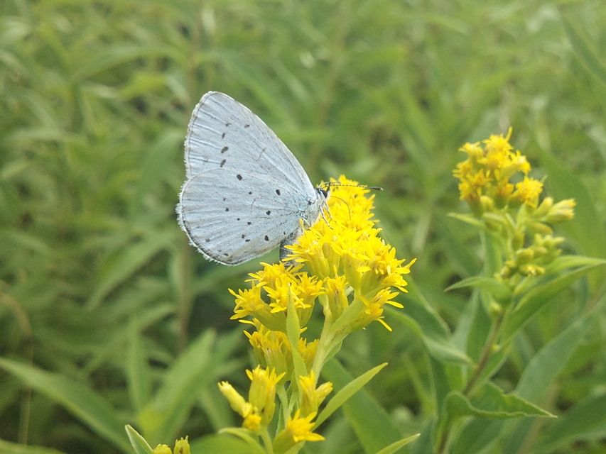 Celastrina argiolus - bengeboglárka