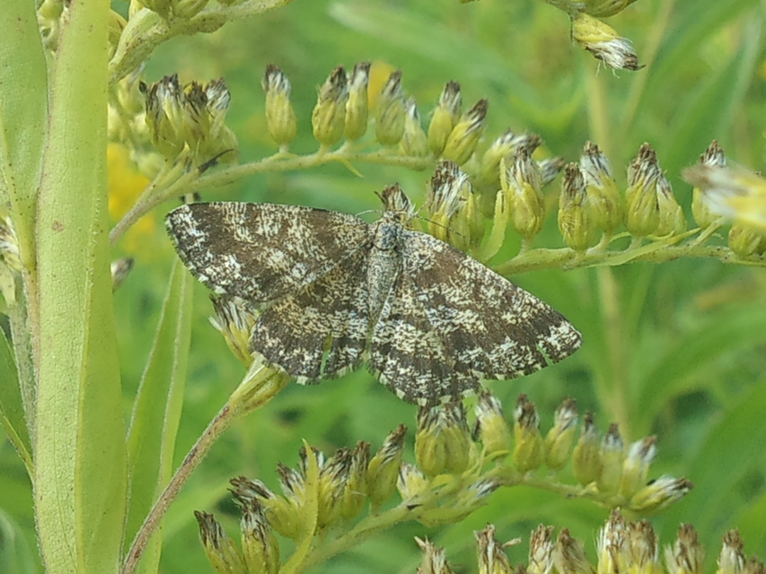 Ematurga atomaria - barna rétiaraszoló