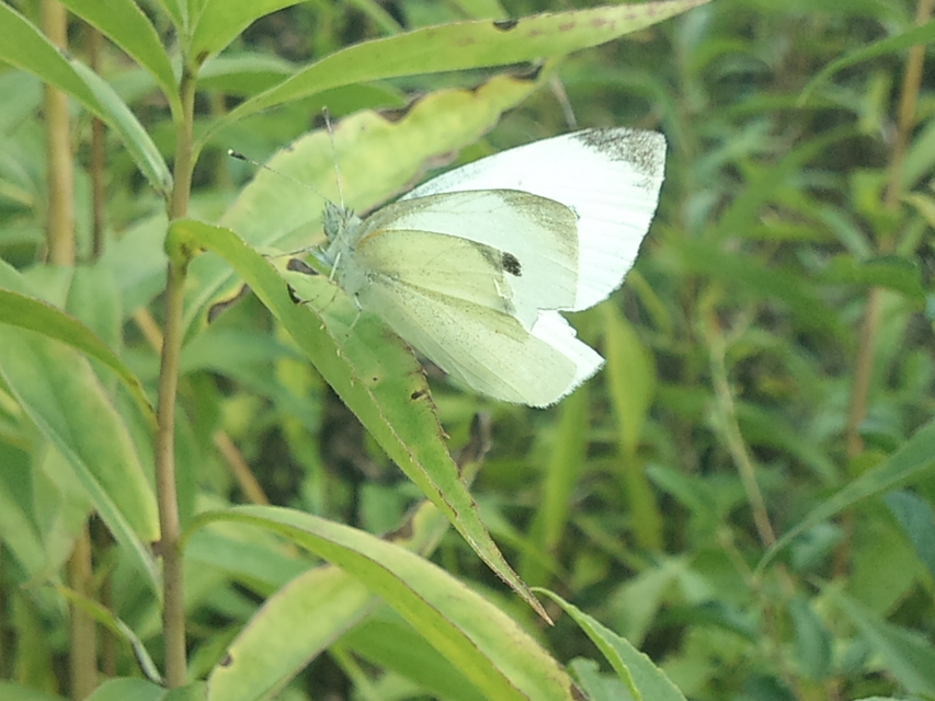 Pieris rapae - répalepke
