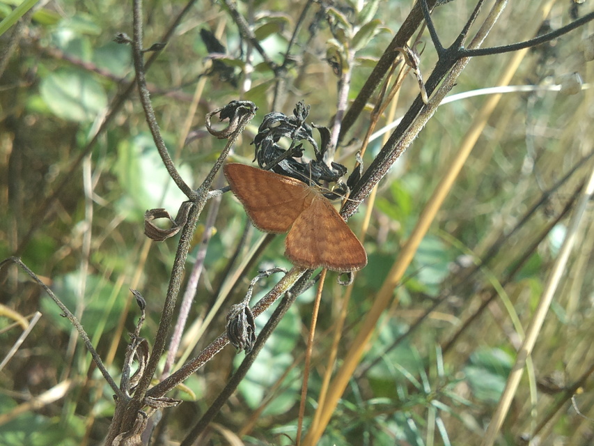 Idaea serpentata - kis sávosaraszoló