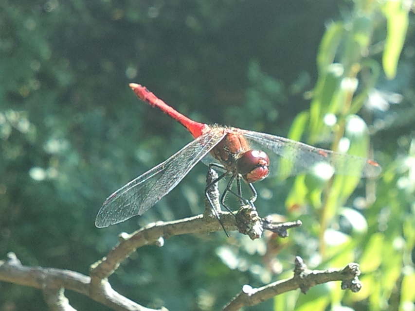 Sympetrum sanguineum - vörös katona-szitakötő