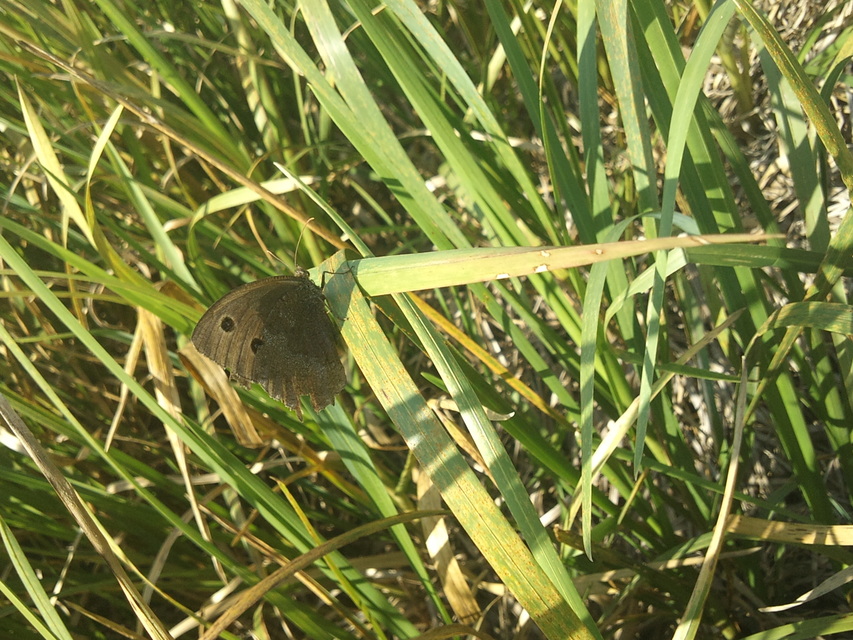 Minois dryas - fekete szemeslepke