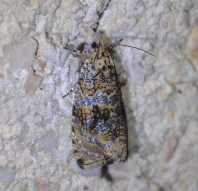 Celypha lacunana - vízparti tükrösmoly