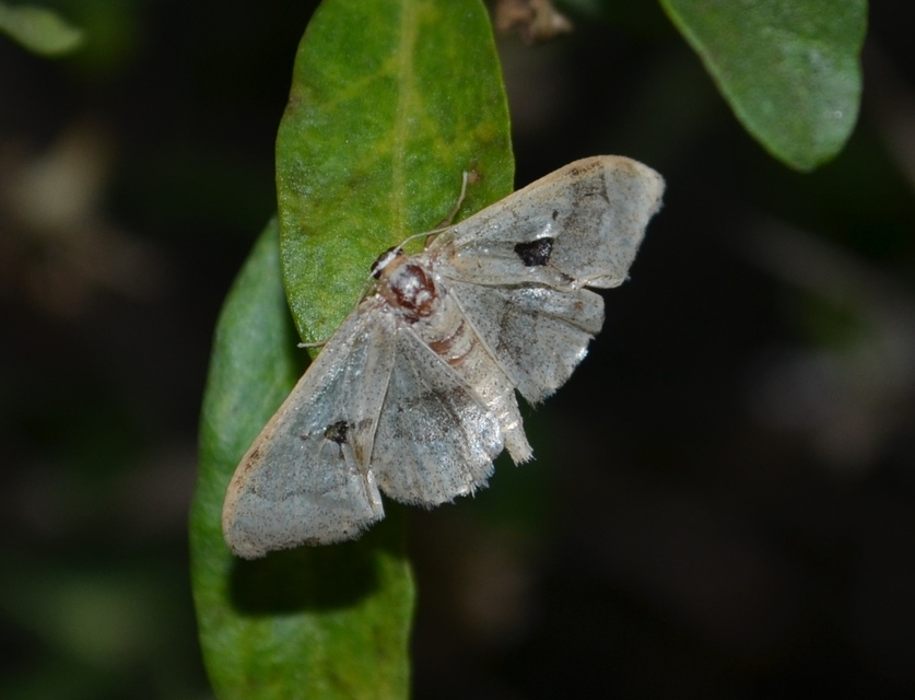 Idaea aversata - nagy sávosaraszoló