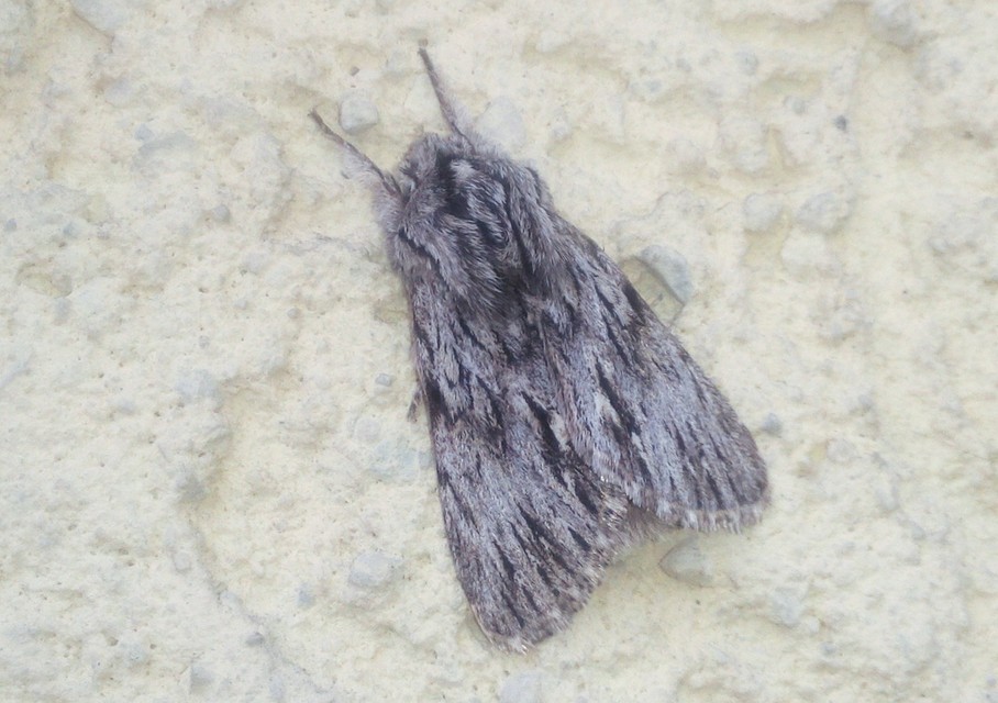 Asteroscopus sphinx - csillagnéző bundásbagoly