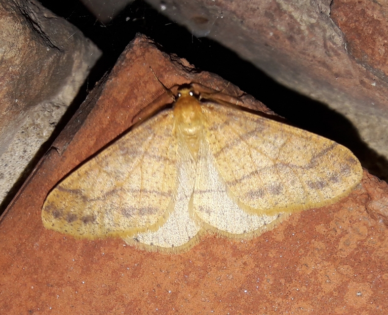 Agriopis aurantiaria - aranysárga téliaraszoló