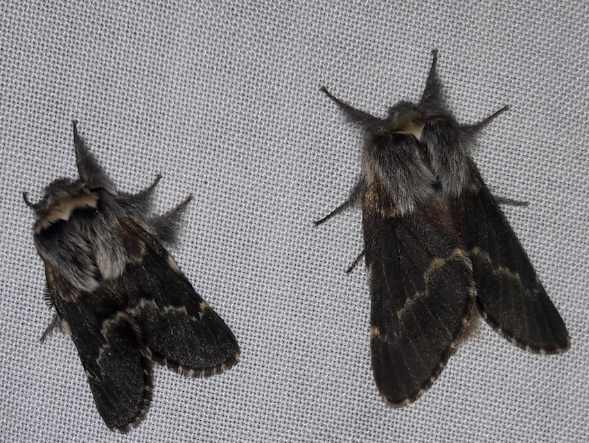 Poecilocampa populi - nyárfaszövő