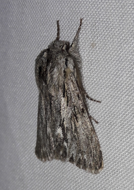 Asteroscopus sphinx - csillagnéző bundásbagoly