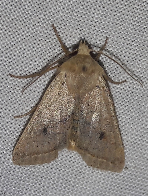 Leptologia macilenta - gyertyán-őszibagoly