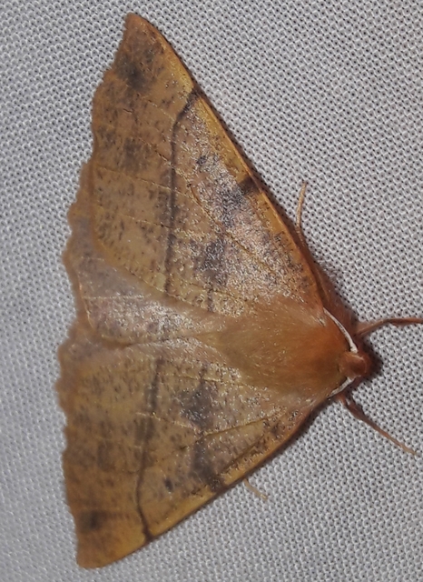 Colotois pennaria - tollascsápú araszoló