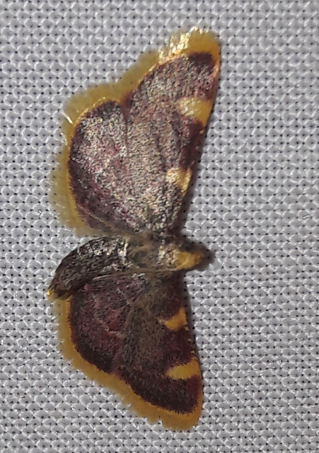 Hypsopygia costalis - szénailonca