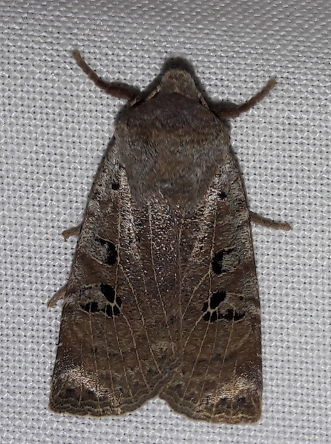 Conistra rubiginosa - szürke télibagoly