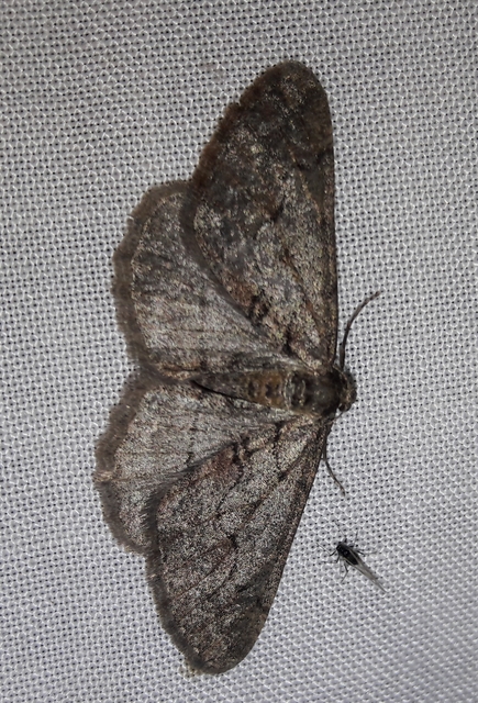 Agriopis bajaria - kökény-téliaraszoló