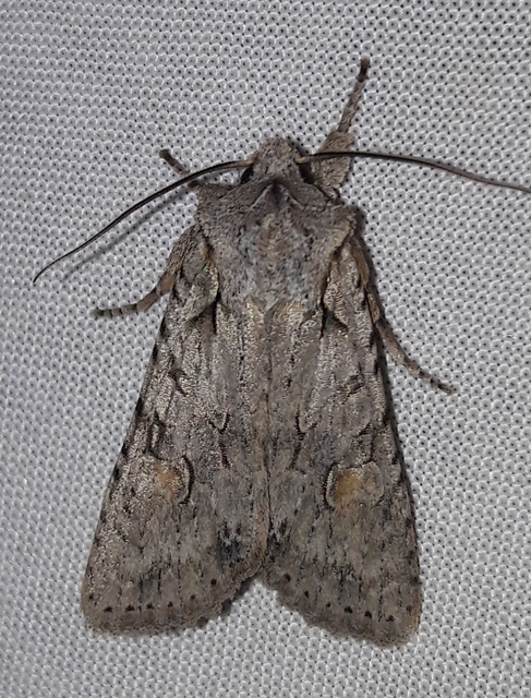 Lithophane ornitopus - közönséges fabagoly