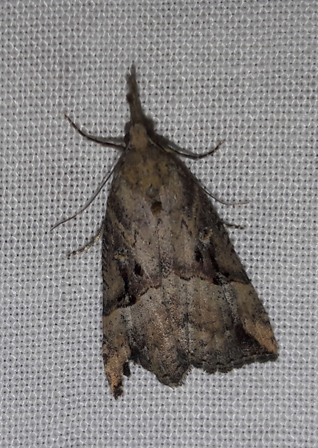Hypena rostralis - közönséges karcsúbagoly