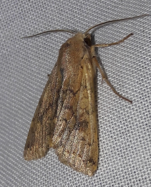 Sunira circellaris - okkersárga őszibagoly