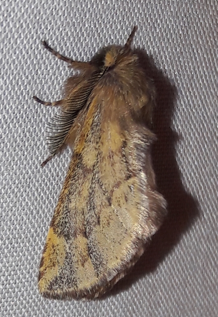 Ptilophora plumigera - tollas púposszövő