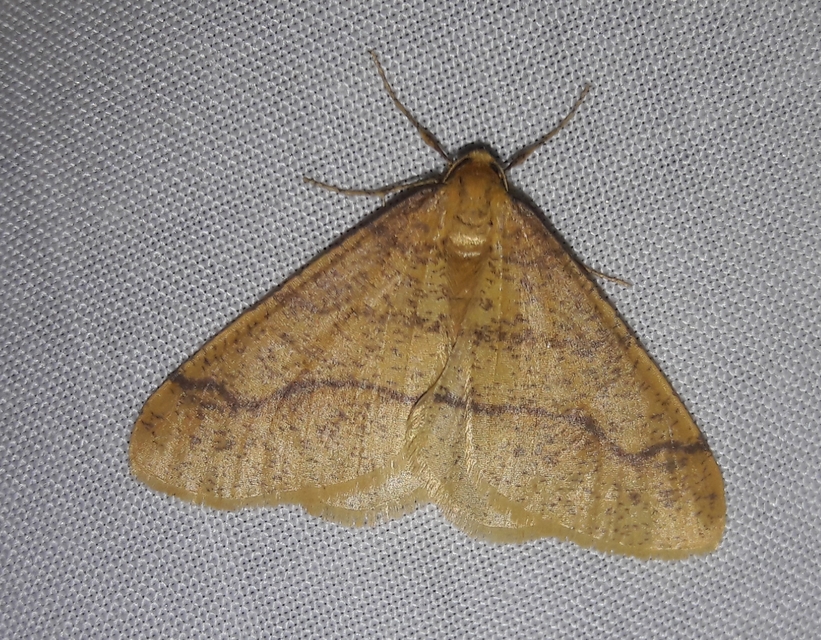 Agriopis aurantiaria - aranysárga téliaraszoló