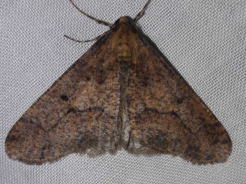 Erannis defoliaria - nagy téliaraszoló