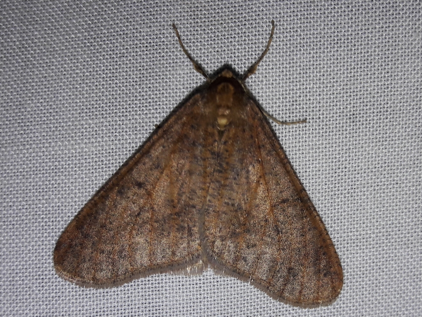 Erannis defoliaria - nagy téliaraszoló