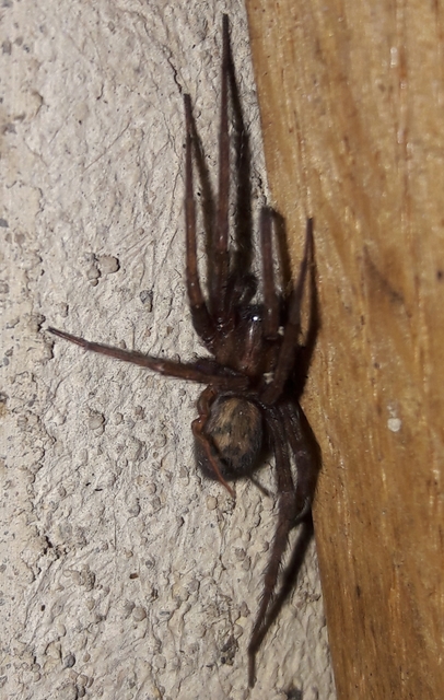 Tegenaria domestica - házi zugpók