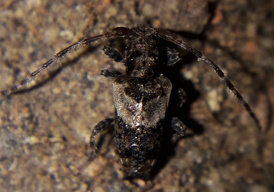 Pogonocherus hispidus - kéttövises ecsetcincér
