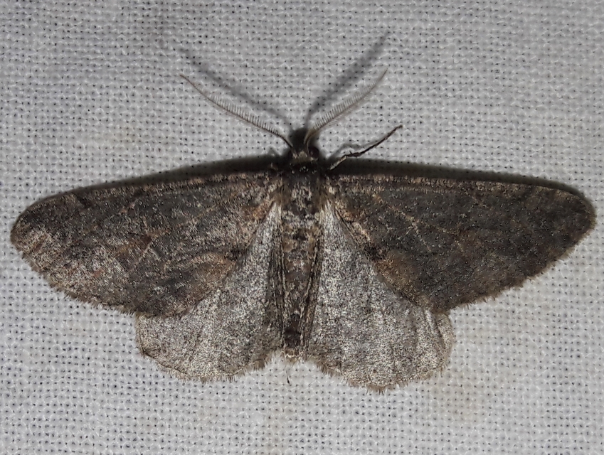 Agriopis bajaria - kökény-téliaraszoló