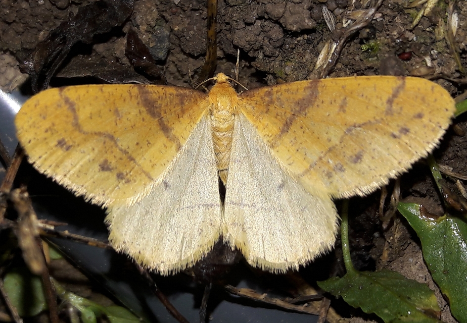 Agriopis aurantiaria - aranysárga téliaraszoló
