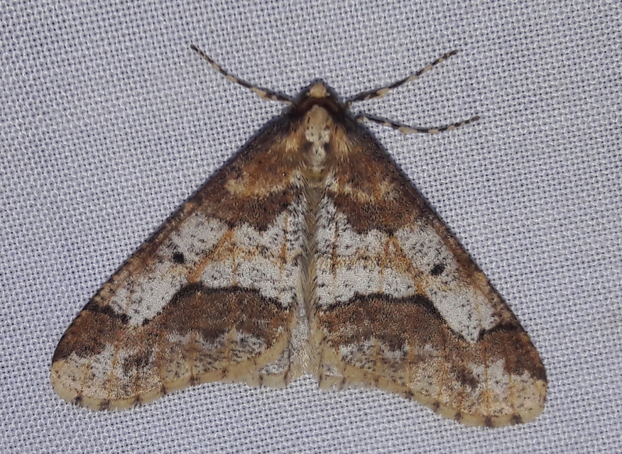 Erannis defoliaria - nagy téliaraszoló