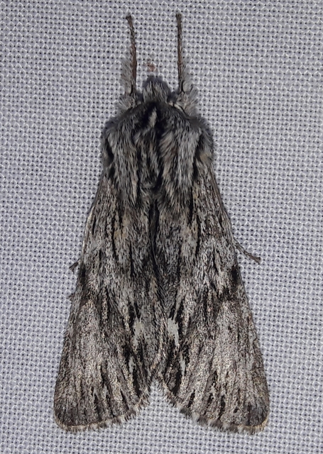 Asteroscopus sphinx - csillagnéző bundásbagoly
