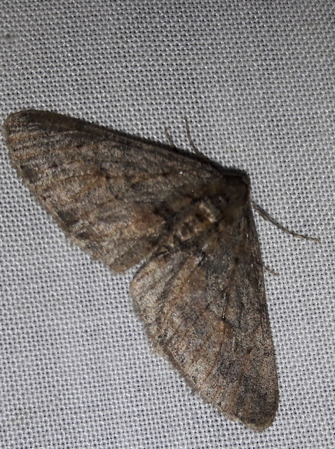 Agriopis bajaria - kökény-téliaraszoló