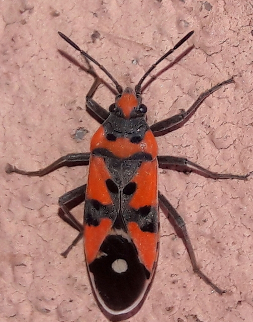 Lygaeus equestris - közönséges lovagbodobács