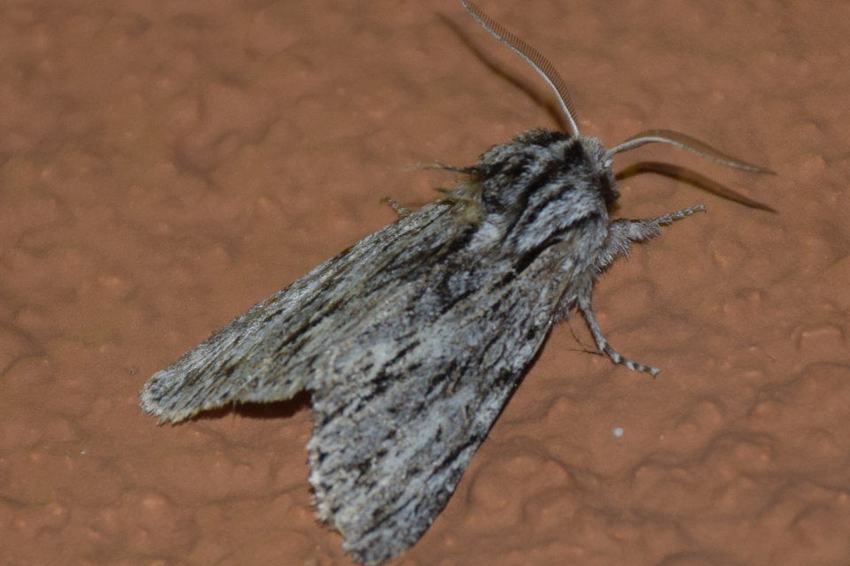 Asteroscopus sphinx - csillagnéző bundásbagoly