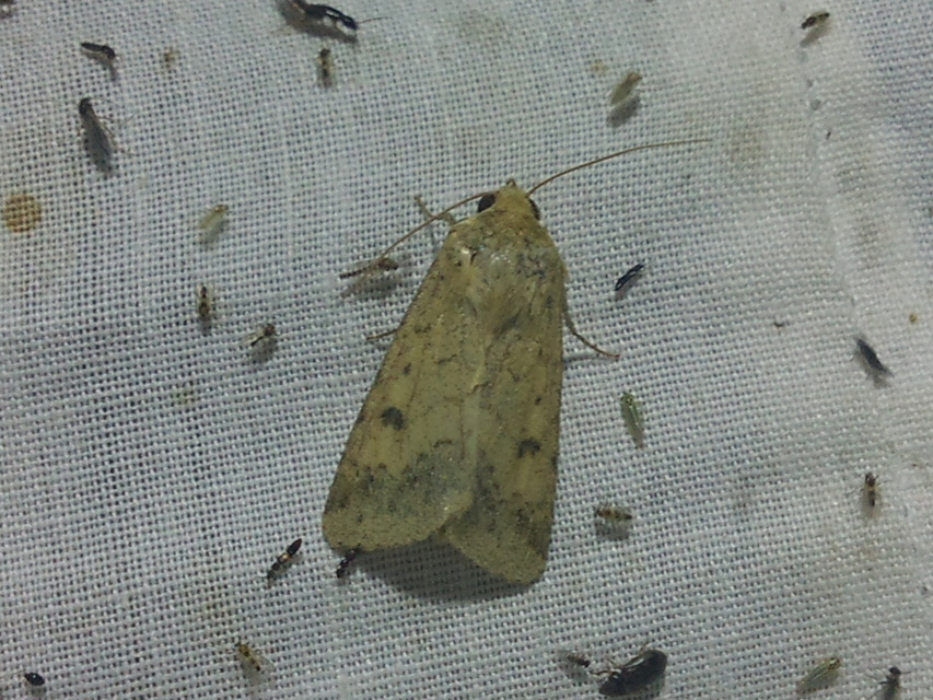 Helicoverpa armigera - kukorica-veteménybagoly