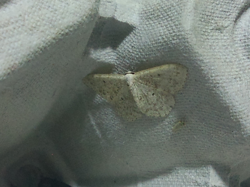 Scopula marginepunctata - pettyes sávosaraszoló