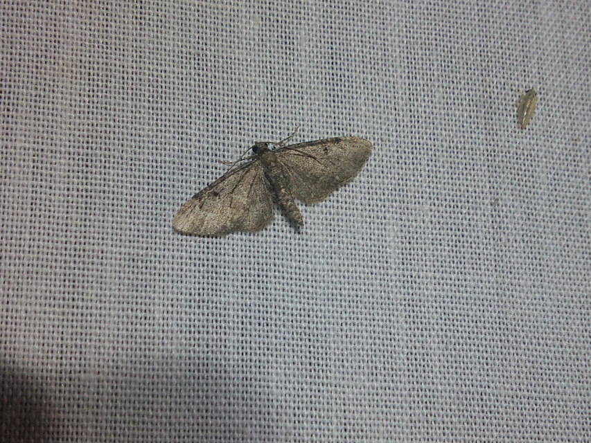 Eupithecia